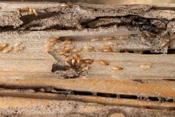 Best Spider Control Near Me  in Parklawn, CA